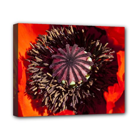 Ornamental Poppies Half Rosette Plant Canvas 10  X 8  (stretched) by Pakrebo