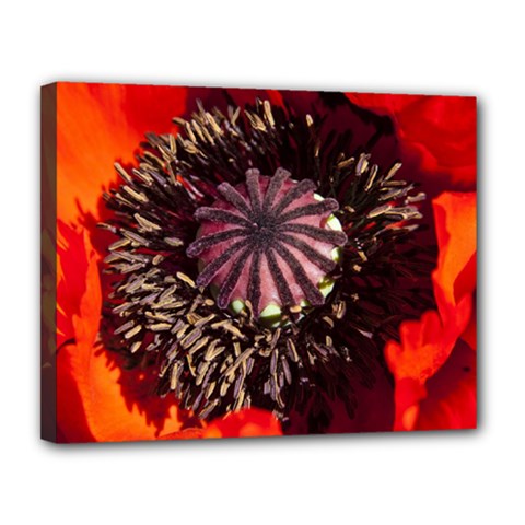 Ornamental Poppies Half Rosette Plant Canvas 14  X 11  (stretched) by Pakrebo