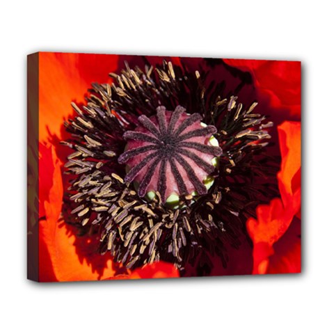 Ornamental Poppies Half Rosette Plant Deluxe Canvas 20  X 16  (stretched) by Pakrebo