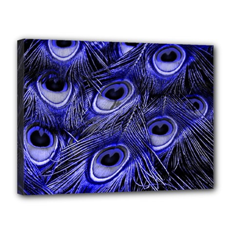 Peacock Feathers Color Plumage Canvas 16  X 12  (stretched) by Pakrebo