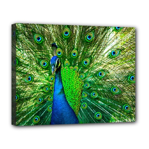 Peacock Peafowl Pattern Plumage Canvas 14  X 11  (stretched) by Pakrebo