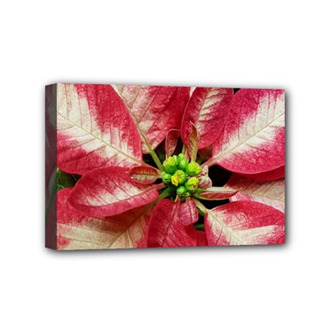 Christmas Poinsettia Deco Jewellery Mini Canvas 6  X 4  (stretched) by Pakrebo