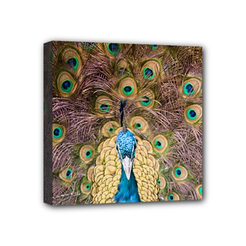 Bird Peacock Feather Mini Canvas 4  X 4  (stretched)