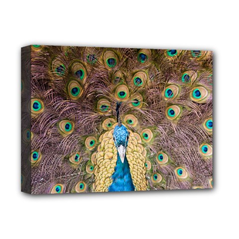 Bird Peacock Feather Deluxe Canvas 16  X 12  (stretched) 