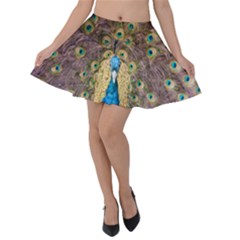 Bird Peacock Feather Velvet Skater Skirt by HermanTelo