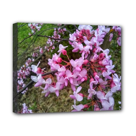 Redbud In April Canvas 10  X 8  (stretched) by Riverwoman