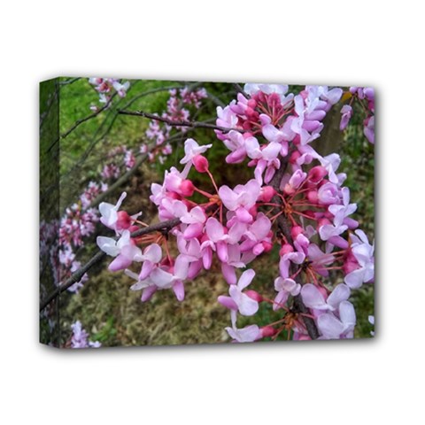 Redbud In April Deluxe Canvas 14  X 11  (stretched) by Riverwoman