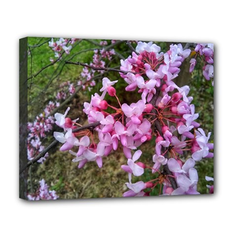 Redbud In April Deluxe Canvas 20  X 16  (stretched) by Riverwoman