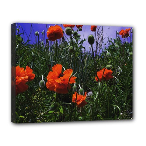 Poppy Field Canvas 14  X 11  (stretched) by okhismakingart