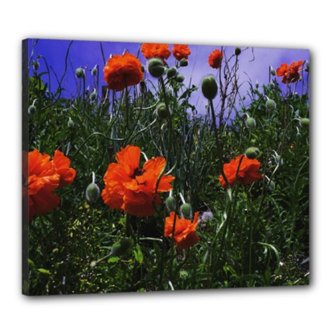 Poppy Field Canvas 24  X 20  (stretched) by okhismakingart