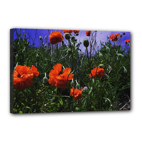 Poppy Field Canvas 18  X 12  (stretched) by okhismakingart