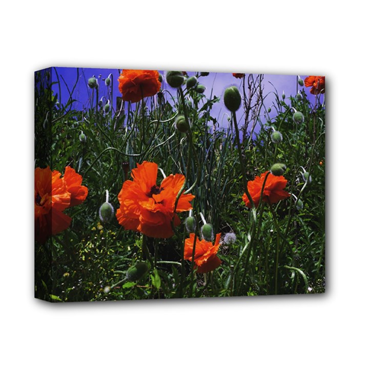 Poppy Field Deluxe Canvas 14  x 11  (Stretched)