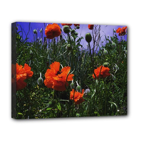 Poppy Field Deluxe Canvas 20  X 16  (stretched) by okhismakingart