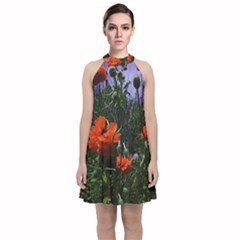 Poppy Field Velvet Halter Neckline Dress 