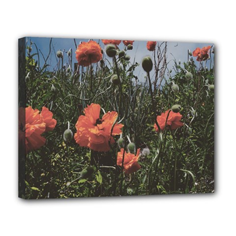 Faded Poppy Field  Canvas 14  X 11  (stretched) by okhismakingart