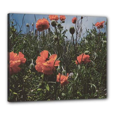 Faded Poppy Field  Canvas 24  X 20  (stretched) by okhismakingart