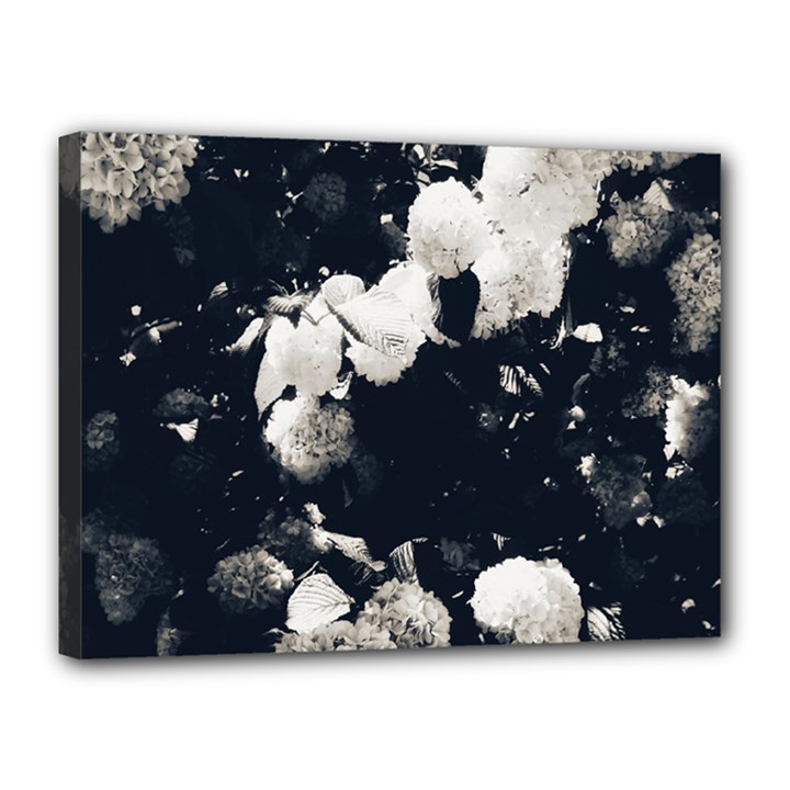 High Contrast Black and White Snowballs II Canvas 16  x 12  (Stretched)