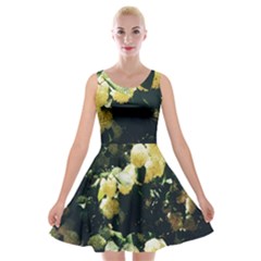 Yellow Snowballs Ii Velvet Skater Dress