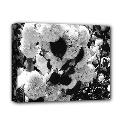 Black And White Snowballs Deluxe Canvas 14  X 11  (stretched) by okhismakingart