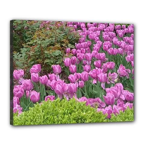 Late April Purple Tulip Canvas 20  X 16  (stretched) by Riverwoman