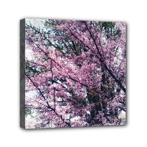 Ohio Redbud Mini Canvas 6  X 6  (stretched) by Riverwoman