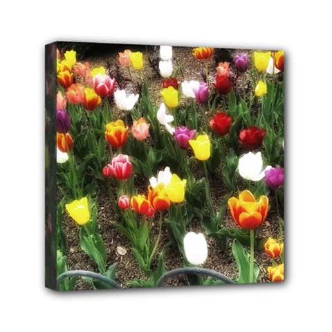 Tulips  Mini Canvas 6  X 6  (stretched) by Riverwoman