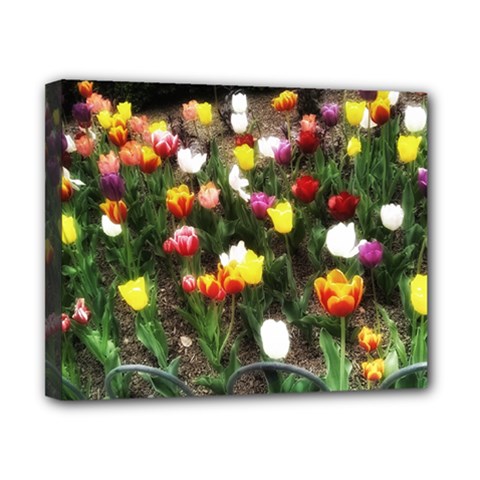 Tulips  Canvas 10  X 8  (stretched) by Riverwoman