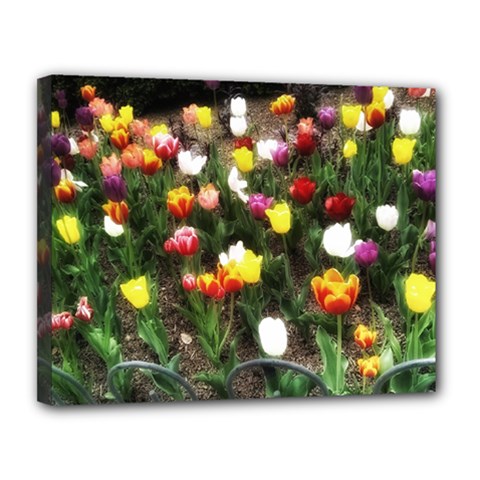 Tulips  Canvas 14  X 11  (stretched) by Riverwoman