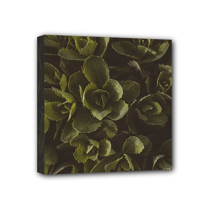 Green Leafy Plant Mini Canvas 4  x 4  (Stretched)