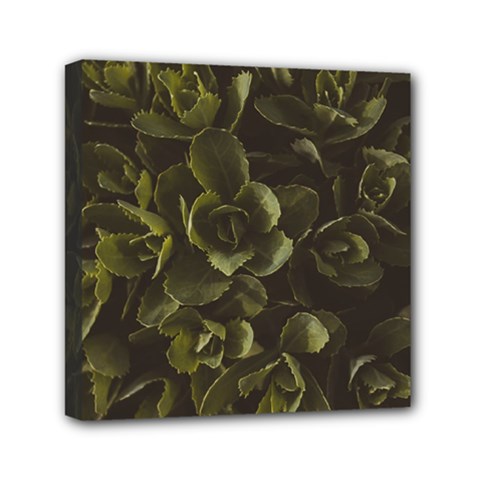 Green Leafy Plant Mini Canvas 6  X 6  (stretched) by Pakrebo