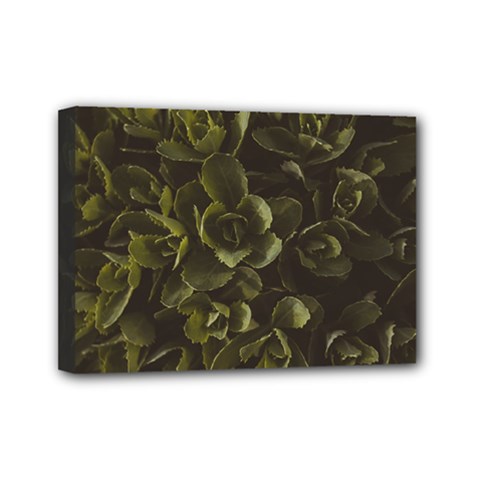 Green Leafy Plant Mini Canvas 7  X 5  (stretched) by Pakrebo