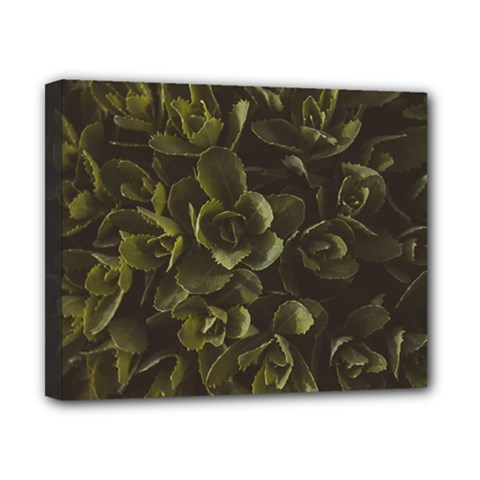 Green Leafy Plant Canvas 10  X 8  (stretched) by Pakrebo