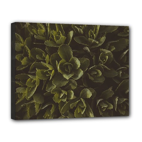 Green Leafy Plant Canvas 14  X 11  (stretched) by Pakrebo