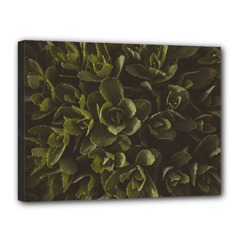 Green Leafy Plant Canvas 16  X 12  (stretched) by Pakrebo