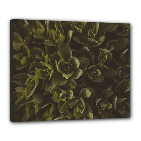 Green Leafy Plant Canvas 20  X 16  (stretched) by Pakrebo