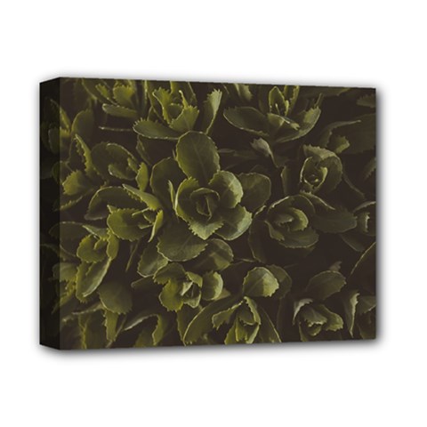 Green Leafy Plant Deluxe Canvas 14  X 11  (stretched) by Pakrebo