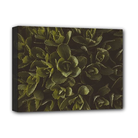 Green Leafy Plant Deluxe Canvas 16  X 12  (stretched)  by Pakrebo