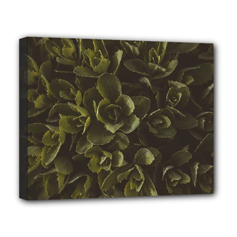 Green Leafy Plant Deluxe Canvas 20  X 16  (stretched) by Pakrebo