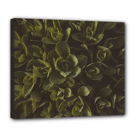 Green Leafy Plant Deluxe Canvas 24  X 20  (stretched) by Pakrebo