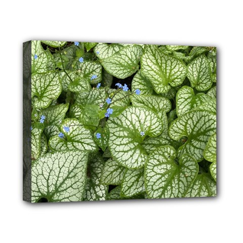 Green And White Leaf Plant Canvas 10  X 8  (stretched) by Pakrebo