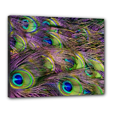 Green Purple And Blue Peacock Feather Digital Wallpaper Canvas 20  X 16  (stretched) by Pakrebo