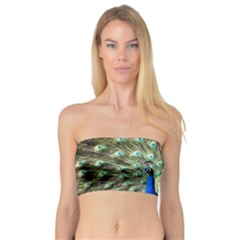 Blue And Green Peacock Bandeau Top by Pakrebo