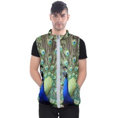 Blue And Green Peacock Men s Puffer Vest by Pakrebo