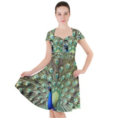 Blue And Green Peacock Cap Sleeve Midi Dress by Pakrebo