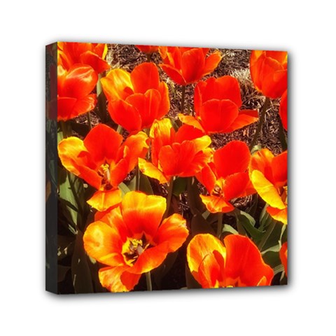 Orange Tulips At The Commons Mini Canvas 6  X 6  (stretched) by Riverwoman