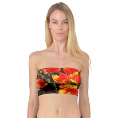 Orange Tulips At The Commons Bandeau Top by Riverwoman