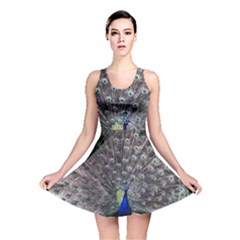 Peacock Bird Feather Plumage Green Reversible Skater Dress