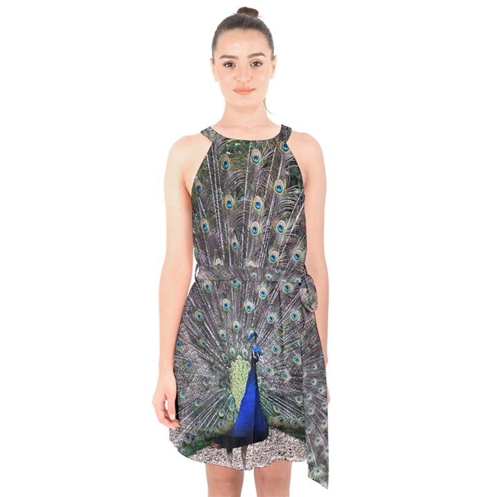 Peacock Bird Feather Plumage Green Halter Collar Waist Tie Chiffon Dress