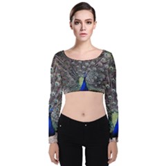 Peacock Bird Feather Plumage Green Velvet Long Sleeve Crop Top by Wegoenart