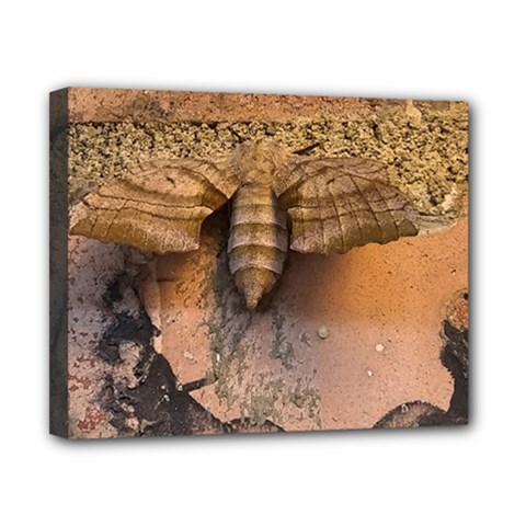 Night Moth Canvas 10  X 8  (stretched) by Riverwoman